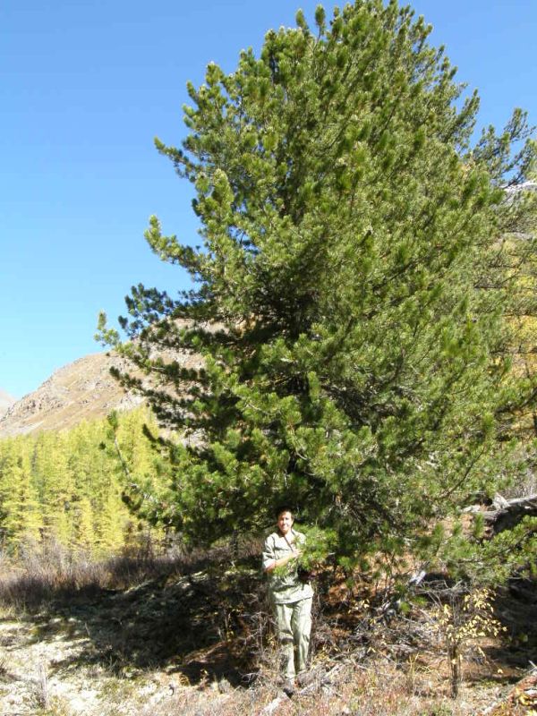 index.php?t=getfile&id=451663&private=0