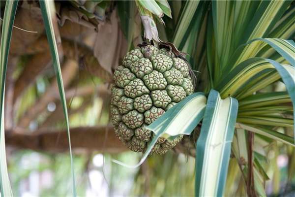 index.php?t=getfile&id=464156&private=0