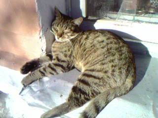 index.php?t=getfile&id=51371&private=0