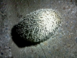 index.php?t=getfile&id=601087&private=0