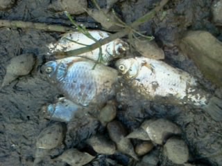 index.php?t=getfile&id=603022&private=0