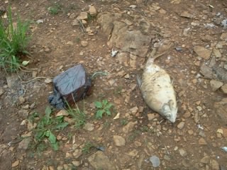 index.php?t=getfile&id=603988&private=0