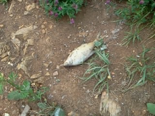 index.php?t=getfile&id=603989&private=0