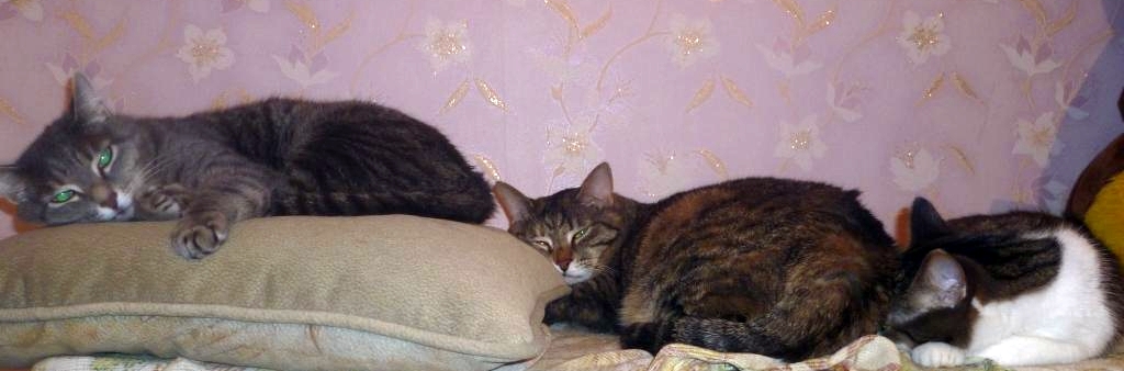 index.php?t=getfile&id=627760&private=0