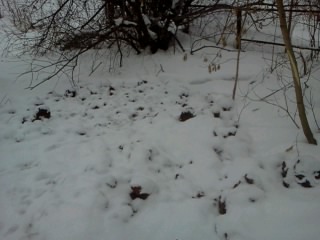 index.php?t=getfile&id=629180&private=0