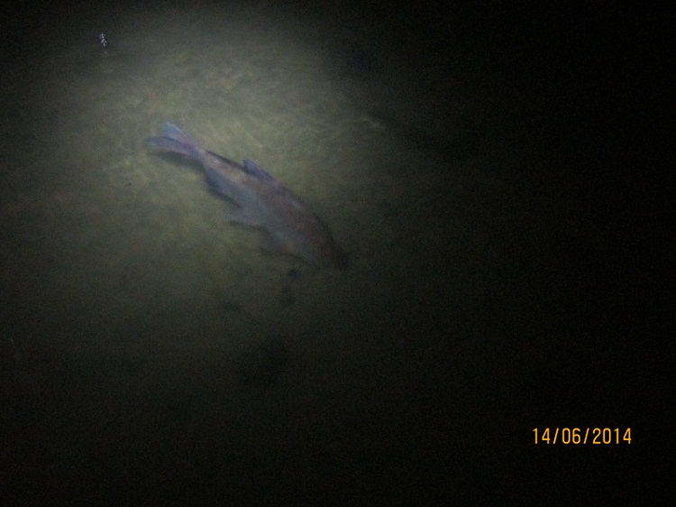 index.php?t=getfile&id=644216&private=0