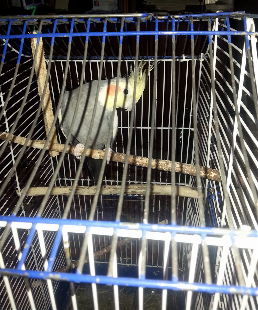 index.php?t=getfile&id=645717&private=0