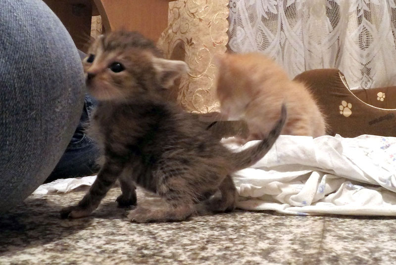 index.php?t=getfile&id=662853&private=0