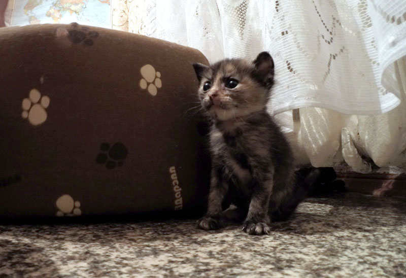 index.php?t=getfile&id=662856&private=0