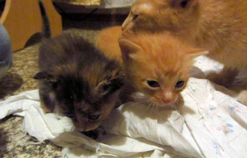 index.php?t=getfile&id=662857&private=0