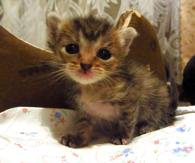 index.php?t=getfile&id=662859&private=0