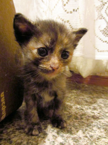 index.php?t=getfile&id=662860&private=0