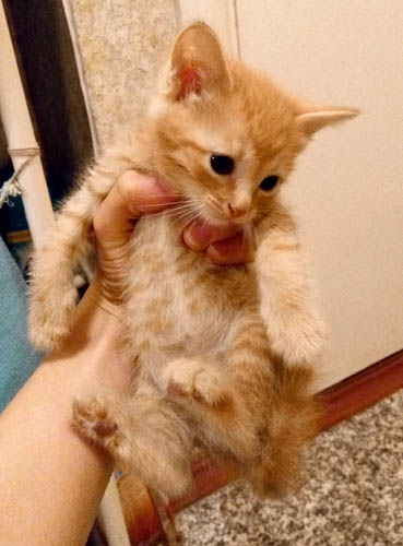 index.php?t=getfile&id=663865&private=0