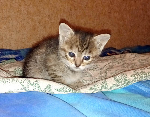 index.php?t=getfile&id=663866&private=0