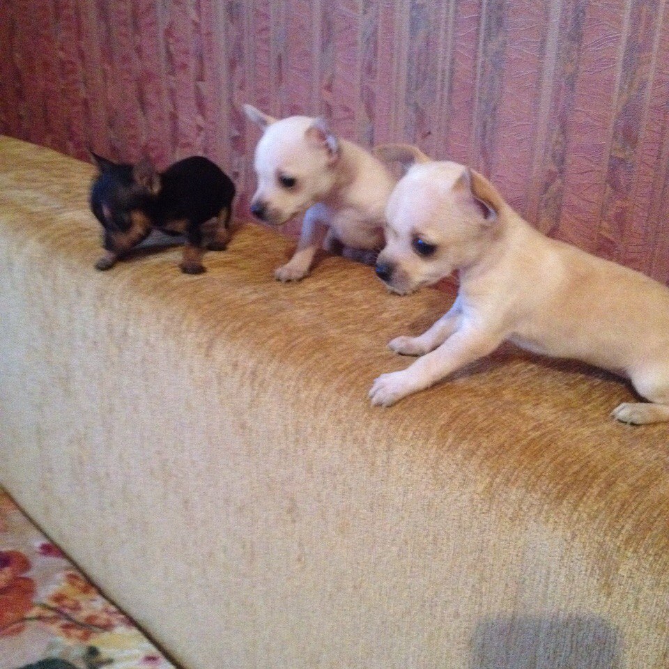 index.php?t=getfile&id=676113&private=0