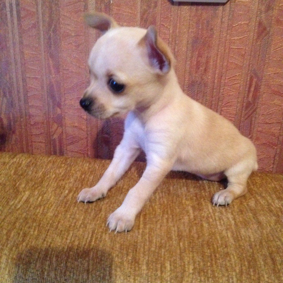 index.php?t=getfile&id=676114&private=0